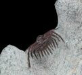 Red Leonaspis Trilobite - Hmar Laghdad, Morocco #47331-2
